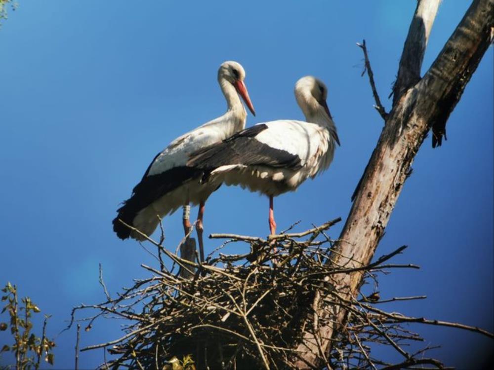 Descobrim la fauna del pla de les cigonyes - cigonyes.jpg