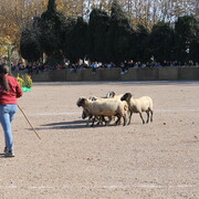 Fira de Sant Andreu - 231126_firastandreu_concursgossosd-atura_xmt--39-.JPG